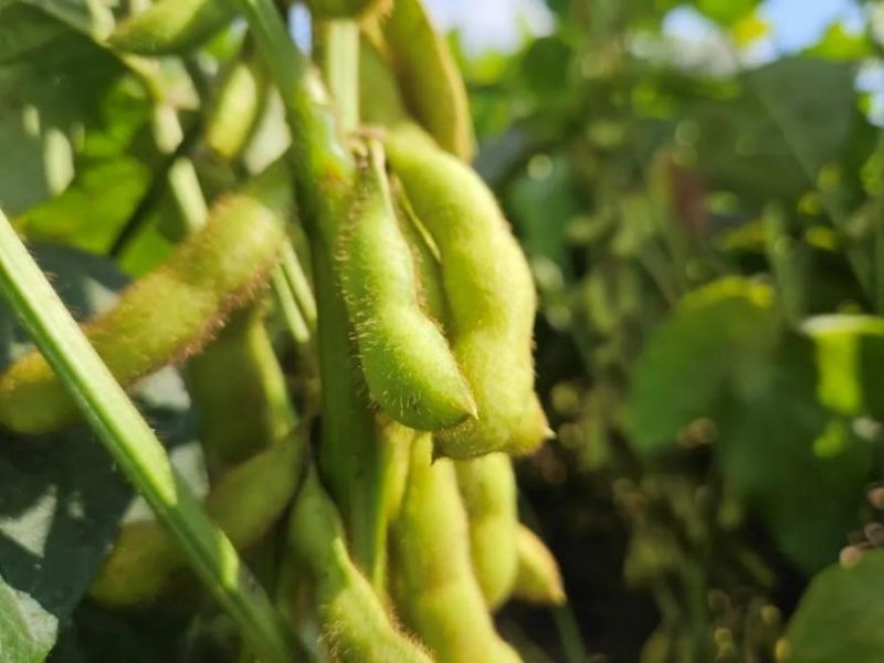 又是一年好“豐”景！衛(wèi)華數十萬畝良田豐收在即！